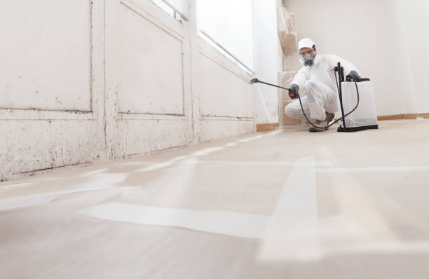 24/7 Emergency Attic Mold Remediation experts in Newport, MN