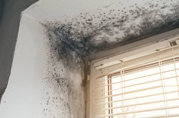 Affordable Attic Mold Remediation solutions in Newport, MN